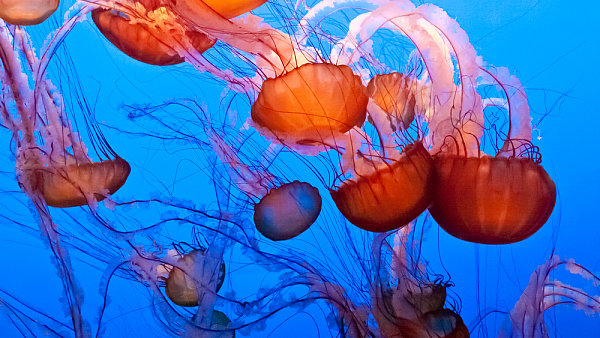 Life Forms - HUAXINSI | Biological and Spiritual Forms